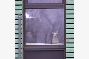 Winterblues