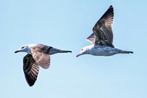 Mövenflug