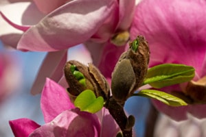 Magnolienblüte
