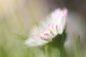 Gänseblümchen