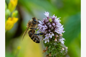 Bee on blooming mint