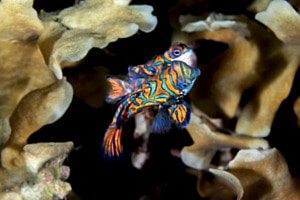 Kunstwerk des Lebens Mandarin Indonesien
