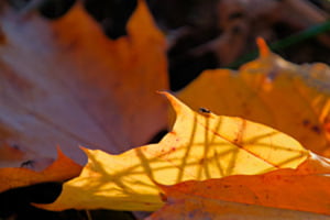 Herbstabstraktion