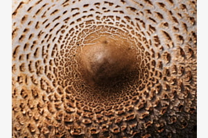 Pilzhut