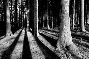 Baumschatten Baumschatten