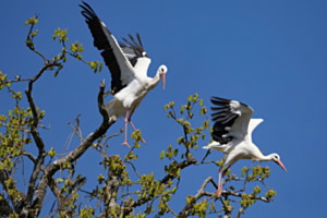 Take-off