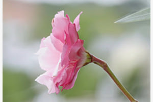 ORLEANDERBLÜTE