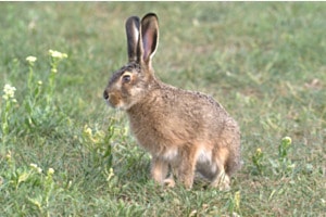 Feldhase im Gras
