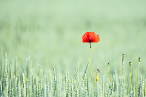 Mohn im Gerstenfeld