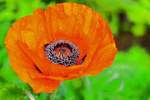 Mohn
