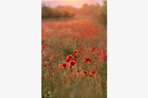 Mohn im Abendlicht
