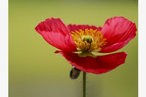 Mohnblume