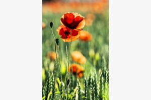 Mohnblume