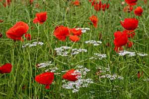 Mohnblumenfeld im Rapsfeld