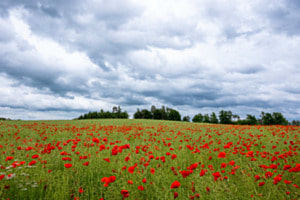 Rapsfeld mit Mohnblumen