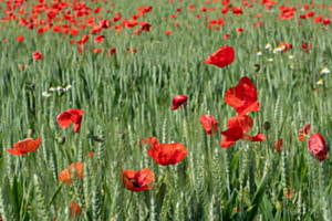 Mohnfeld