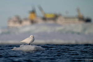 Mouette ivoire