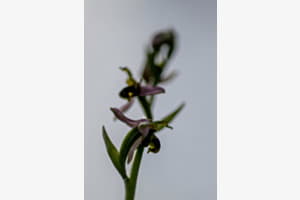 Orchidée abeille