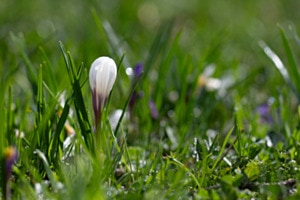 Crocus