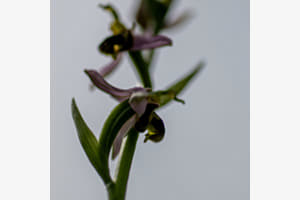 Orchispsychédélique