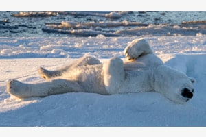Ours blanc
