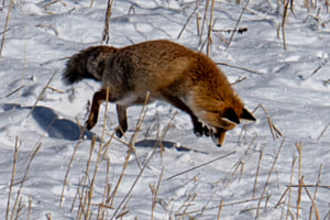 renard au mulottage