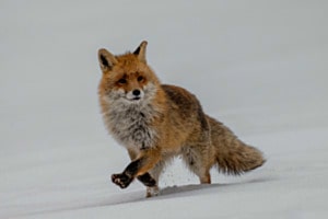 Renard Renard