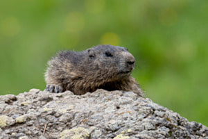 Marmotte Marmotte
