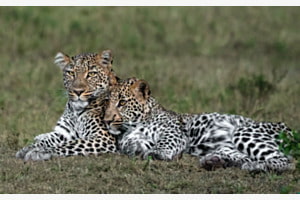 eternal motherlove