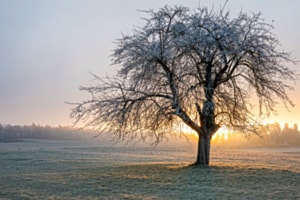 Morgenkälte im Weinland