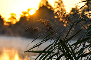 Schilf im Morgenlicht