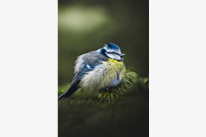 Mr Blue