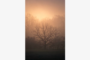 Foggy Silhouette