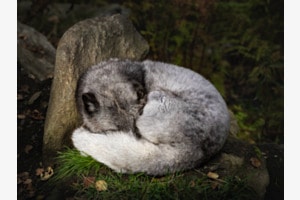 Polarfuchs