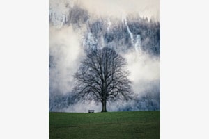 Der Baum