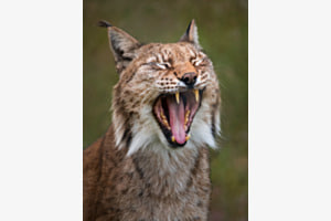Laaangweilig (Luchs)