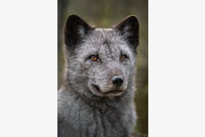 My Brown-Eyed Fox (Polarfuchs)