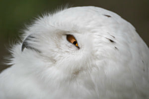 Ich sehe dich... (Schneeeule)