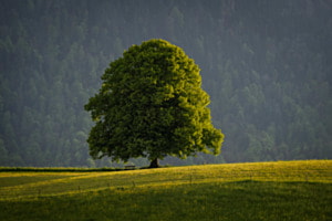 Abendlicht