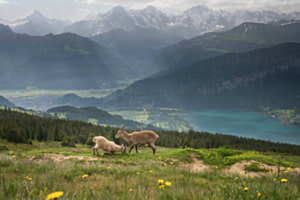 Am Niederhorn