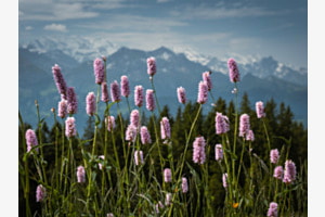 Blütenlandschaft