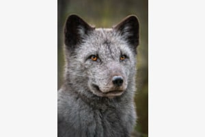 Polarfuchs