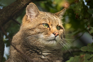 Wildkatze