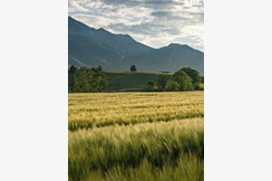 Kornfeld Kornfeld