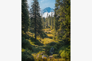 Waldlichtung