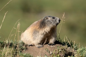 Murmeltier am Lötschenpass