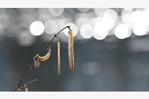 Haselblüte