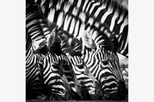 Zebra-Bar-Code Zebra-Bar-Code