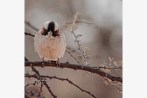 Namibischer Spatz