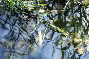 Natur am Wasser